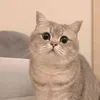 nganngan.tt