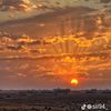 salm65626