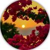 syed4565597492346