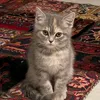 hanan48796