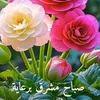 Roza 🥰 روزا