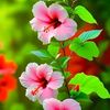 noyan4805