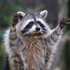 trashpandafn1