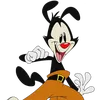 yakko637