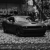 sexsyvenom
