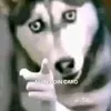 d.i.e111