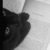 fictionalkitty