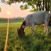 stacygoatlady