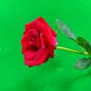 white.rose.graan