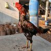 tri_sakti_farm