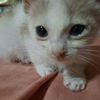 carpipa_42