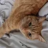 mizmimo