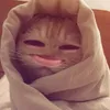 lilyzsq3