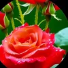 cherrygiaitri88