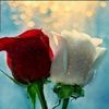 saqib.hussain5980