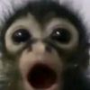 iam_pidoras.n