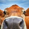 cowofficial1234