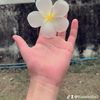 thaiairways7