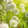 dandelion879