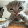 hi2.bye1