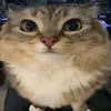 losgatitosfofitos67