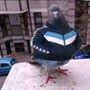 koenniseg.el.mejo