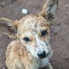 uganda.dogs.rescue