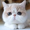 🐾 맹맹냥이🐱 Meowster✨