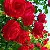 rose.rose8024