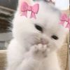 taayappingg_
