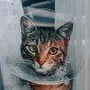 aria_cats_rescue
