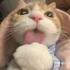 nnghan_2