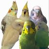 ChirpAndChuckle🦜😂