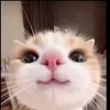 qngochan_8