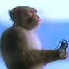 helo_4455