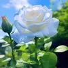 mara.maria739