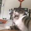 kkoaohsj