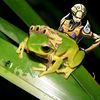 froggy_femboy_short