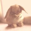 bunny_x7xoxooooooooooooo