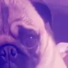 kilazavrr2