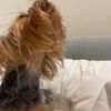 iadoremydog