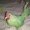 green_chiken