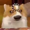 adkioreal