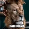 .neforrr