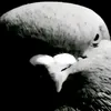 ._72337