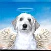 tizititoo110yt