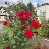 serdar.ilis