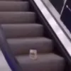 mayonnaiseonanescalato_