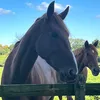 iris_du.2.2
