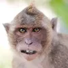 mankey675